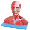 MUSCULAR MODEL OF HEAD & NECK WITH VESSELS, NERVES & BRAIN - 19 PARTS (SOFT)